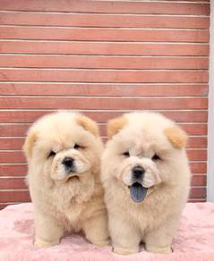 Chow Chow