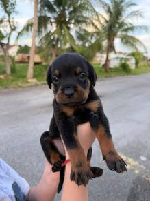 puppy Rottweiler 