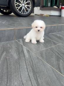 Maltese female puppy