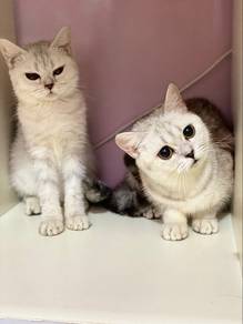 bsh silver shaded