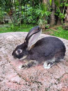 Rabbit minirex mix buck 6 mth 
