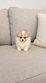 Pomeranian Parti Female Puppy