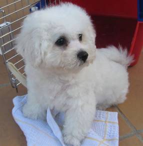 A86 Curious Bichon Fluffy Teddy Bear Puppy Puppy
