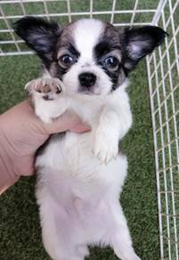 CHIHUAHUA PUPPIES 131 🌷Head Apple Male