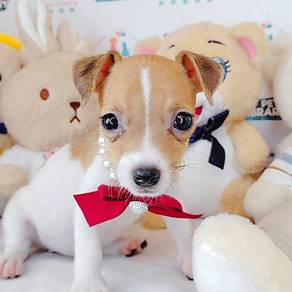 Jack Russell