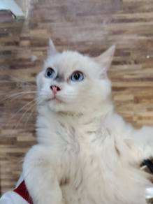 seal point ragdoll