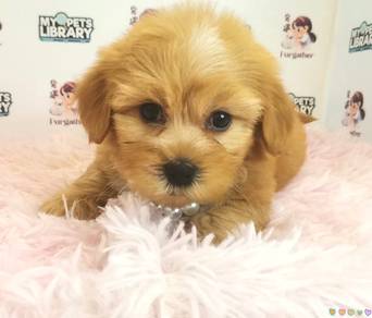 Maltipoo