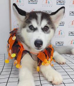 Wooly Husky