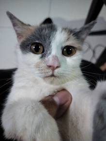 Scottish straight cat