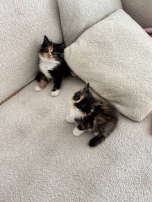 mainecoon X ragdoll baby