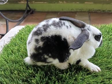 minirex bulu carpet