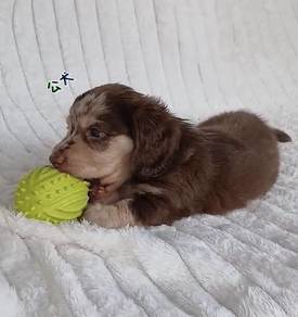 MINIATURE DACHSHUND Puppies VIP45🐻 Male~Female