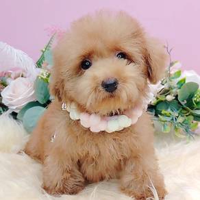 Maltipoo