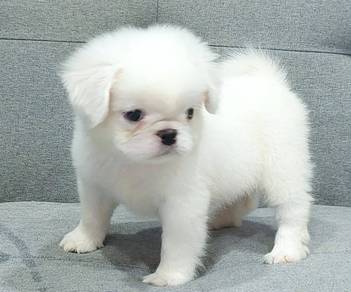 PUG PUPPIES 615 🌻 REHOME White male