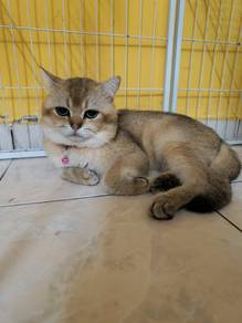 British short hair golden NY25