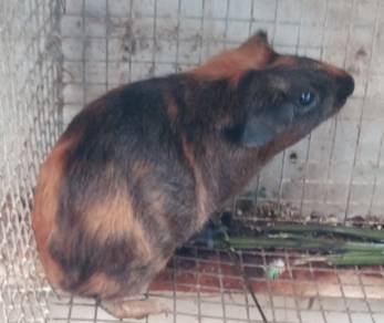 American Guinea Pig