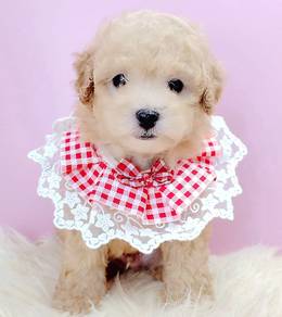 Poodle