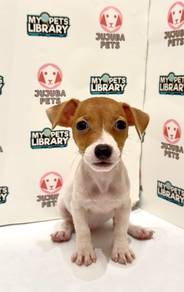B8 Cute Jack Russell Puppy