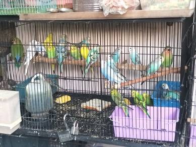burung baji 