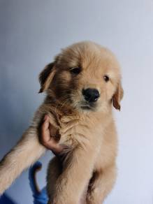 Golden Retriever puppy 