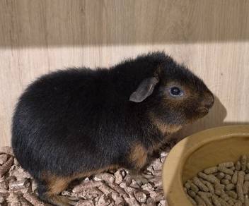 Guinea Pig Untuk Dijual 