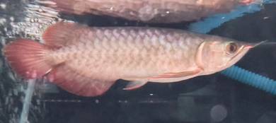 Semi short Super Red Arowana