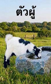 Pygmy Goat 