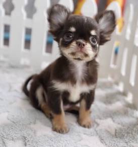 CHIHUAHUA PUPPIES 368 🌷Head Apple Cute Dog