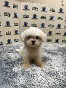 Maltese puppy