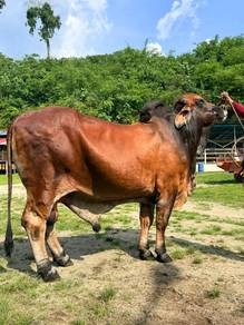 Lembu Brahman