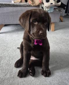 Chocolate color Labrador2