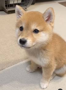 F8692 Squeal-worthy Curly Tail Fox Face Baby Puppy