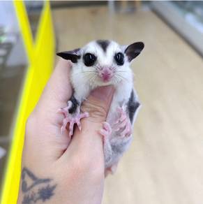 Sugar Glider