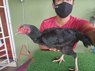Ayam Sabung Pakhoy 