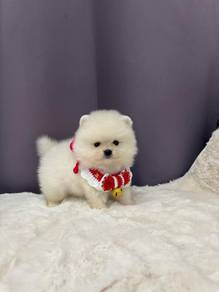 Q9077 Tiny Pomeranian puppy white cream