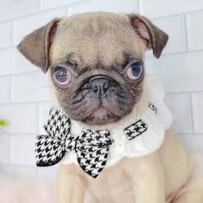 Pug