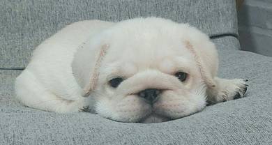 PUG PUPPIES 682 🌻 REHOME Boy