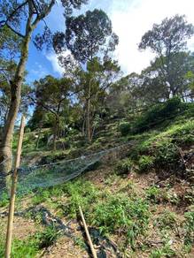 Agricultural Land in Balik Pulau, PNG
