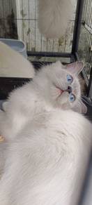 Kitten cat anak kucing ragdoll