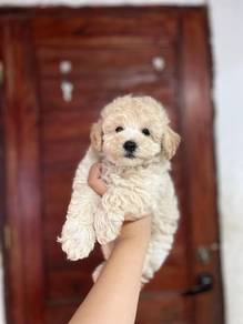 maltipoo puppy5