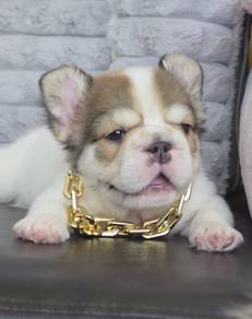 FRENCH BULLDOG PUPPIES 🌻VIP117 Long Fur / Boy