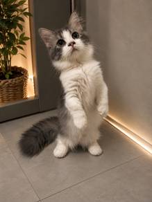 munchkin napoleo
