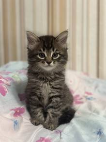 kitten comel