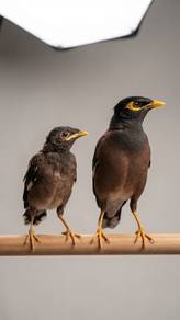 Common myna jinak anak suap