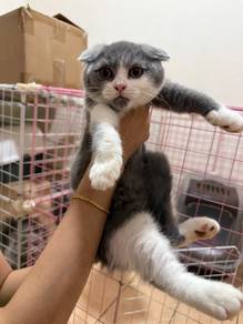 Scottish Fold