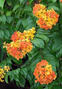 Bauhinia Kockiana