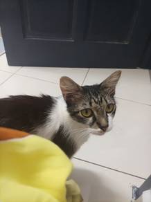 Mom and kitten for free