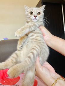 BSH Golden Blue 🐱