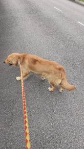 Golden retriever male