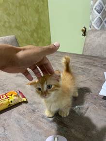 Munchkin